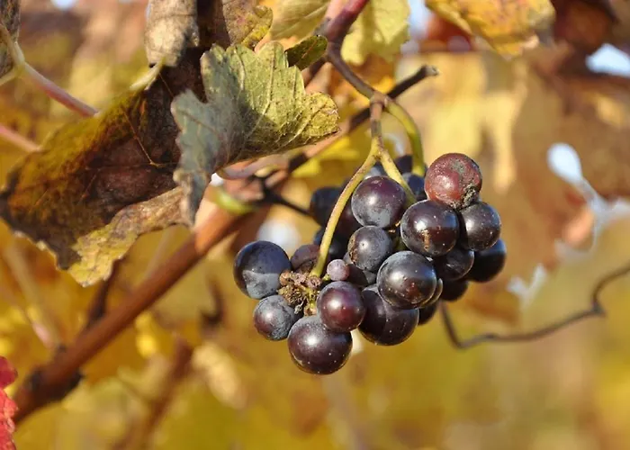 Сasa de vacaciones Du Timbre *